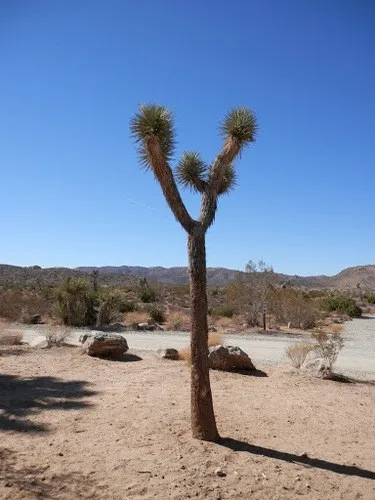Josua-Palmlilie - Yucca brevifolia (Pflege, Merkmale, Blume, Bilder)