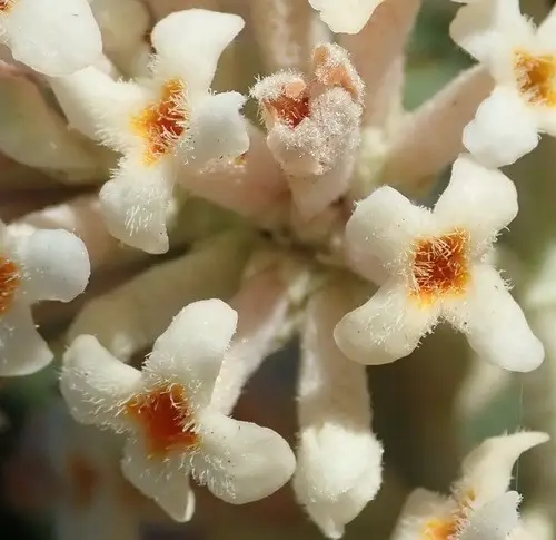 Buddleja salviifolia
