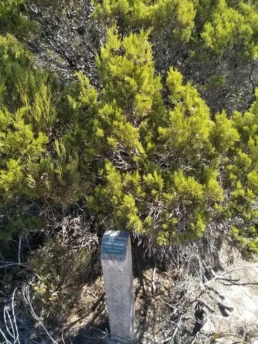 Scrubby cypress pine