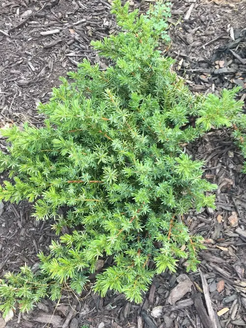 Common juniper 'Green Carpet'