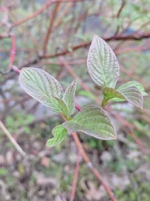 アカクキミズキ（赤茎水木） (Cornus sericea) - PictureThis
