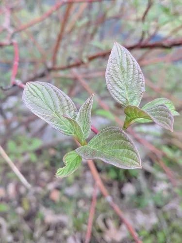アカクキミズキ（赤茎水木） (Cornus sericea) - PictureThis