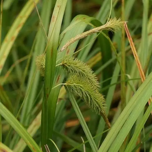 Carex pseudocyperus var. fascicularis