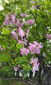 クロフネツツジ（黒船躑躅）の判定方法 (Rhododendron schlippenbachii)