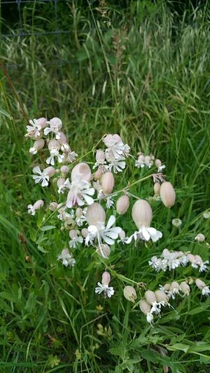 Colleja (Silene vulgaris subsp. vulgaris) - PictureThis