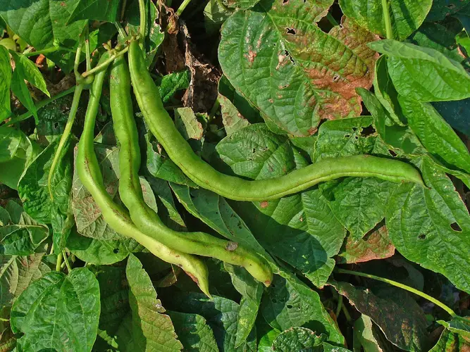 Common bean (Phaseolus vulgaris) Flower, Leaf, Care, Uses PictureThis