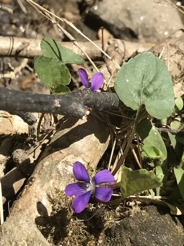 Southern woodland violet