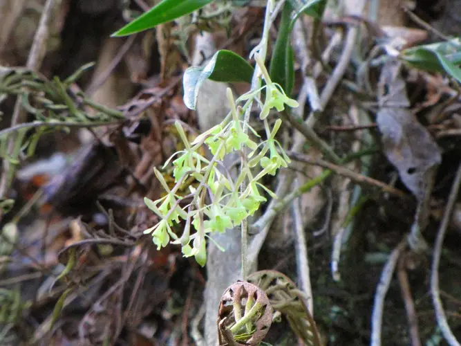 Orchidée de la mouche verte