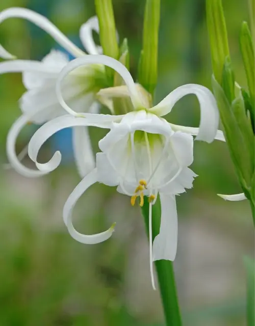 Spider lilies 'Zwanenburg'