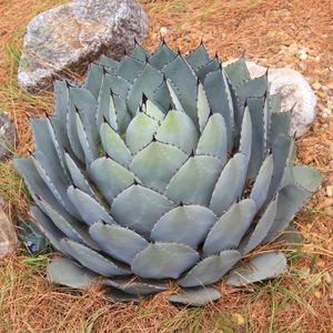 アカベ　パリー　美品 アガベ・パリー（オリザバ）｜（芽）-001｜ agave parryi var. trunca
