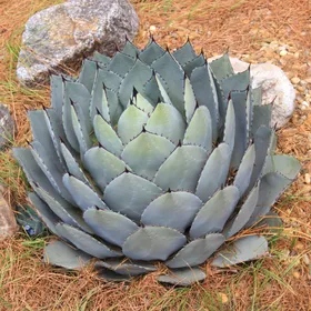 アガベ・パリーの判定方法 (Agave parryi)