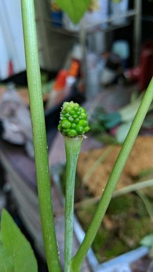 アムール・テンナンショウ (Arisaema amurense) - PictureThis アムール・テンナンショウ (Arisaema amurense) - PictureThis