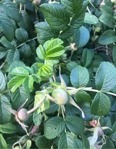 Wie man Kartoffelrose anbaut und pflegt
