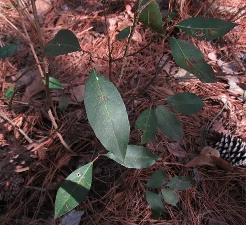 Ditrysinia fruticosa