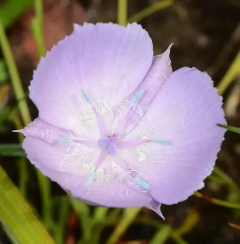 Monterey mariposa lily