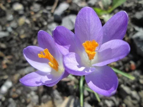 クロッカス・トマシニアヌス (ケア, 特徴, 花, 画像, 有毒)