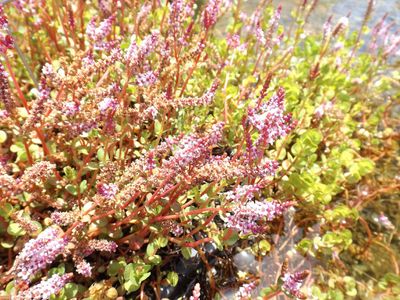 How to Grow and Care for Dwarf rotala