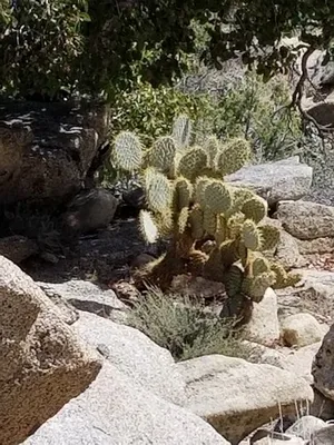 Opuntia chlorotica (分類, 特徴, 花, 画像)