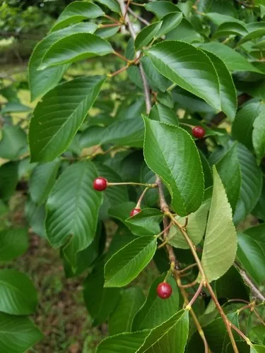 Sour cherry - Prunus cerasus (Care, Characteristics, Flower, Images, Toxic)