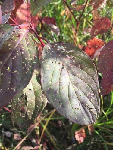 アカクキミズキ（赤茎水木） (Cornus sericea) - PictureThis