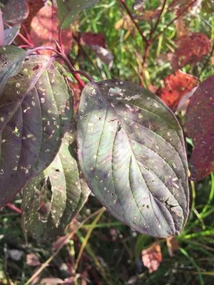 アカクキミズキ(赤茎水木) (Cornus sericea) - PictureThis アカクキミズキ(赤茎水木) (Cornus sericea) - PictureThis