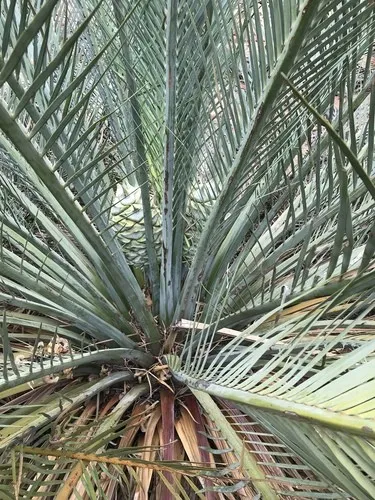 マクロザミア・マクドンネリー Macrozamia macdonnellii Macrozamia macdonnellii – Lauderdale Aroid House