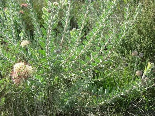 Leucospermum calligerum