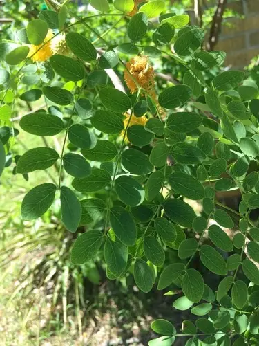 Leucaena à petites feuilles