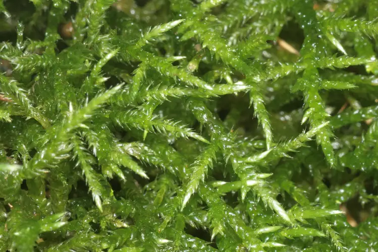 Cirriphyllum moss