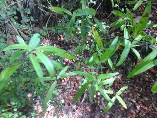 Alseuosmia banksii var. linariifolia