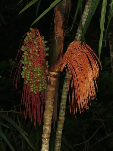 Oenocarpus mapora