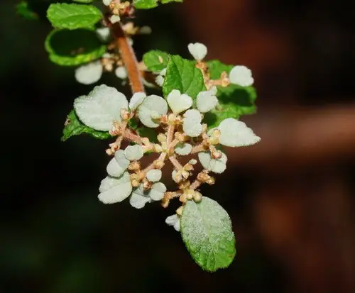 Cryptandra parvifolia