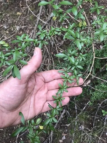 savory plant Winter Savory (Satureja montana) Live Plant in 2.5-inch pot main image 1