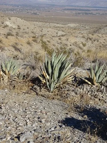 agave sonne Agave attenuata 'Ray of Light' – Succulent Gardens main image 1