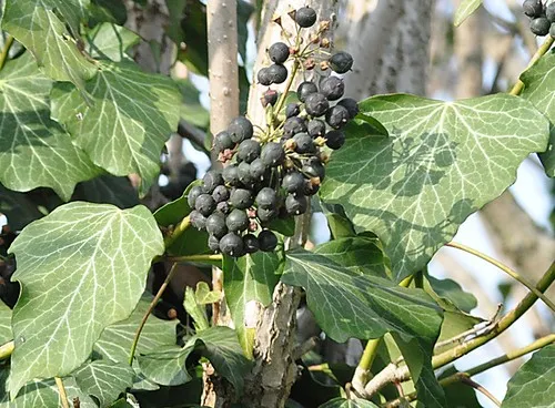 Efeu (Hedera) - PictureThis