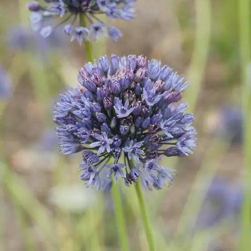 Blue-flowered garlic