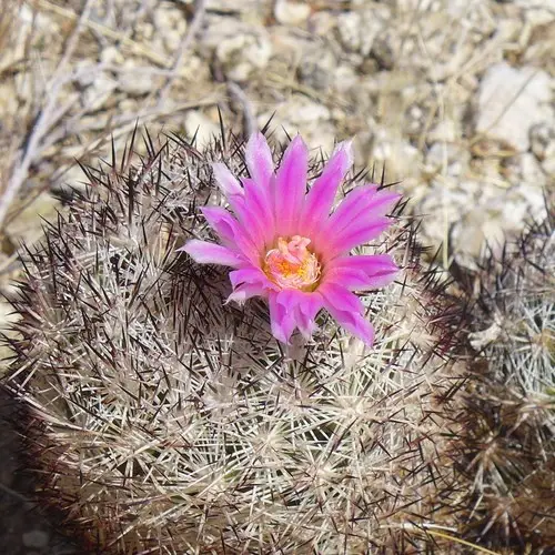 Cushion foxtail cactus