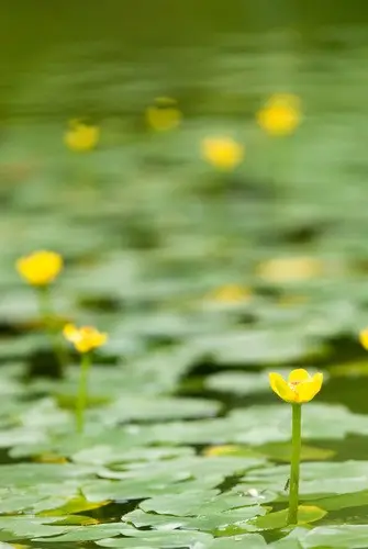 Least water-lily