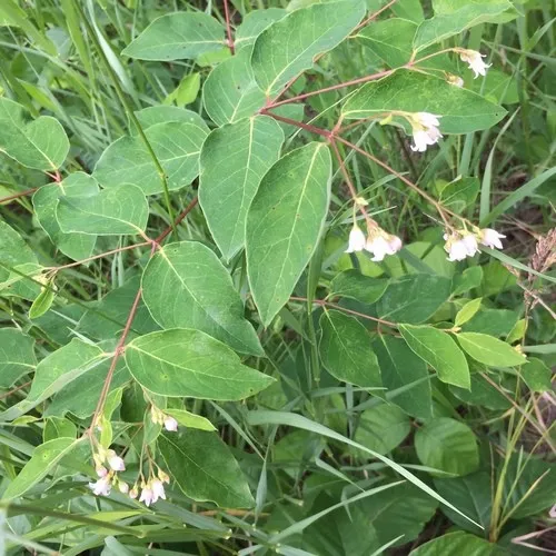 バシクルモン属 (Apocynum) - PictureThis