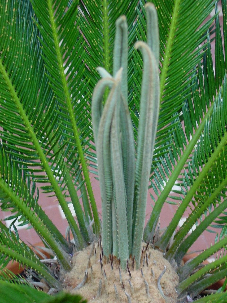 サイカス ソテツ蘇鉄サイカスムルチピンナ一タCycas 種子1粒レア