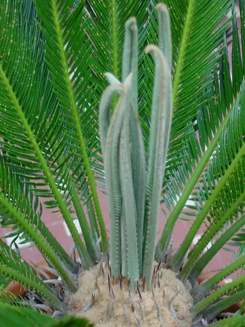 ソテツ属 (Cycas) - PictureThis