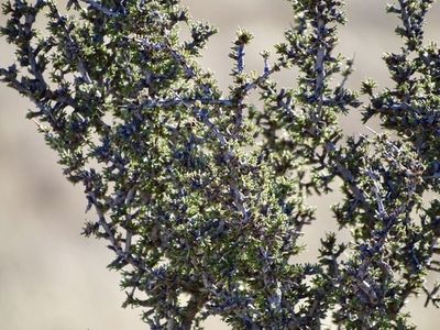 Javelinabush (Condalia ericoides) - PictureThis