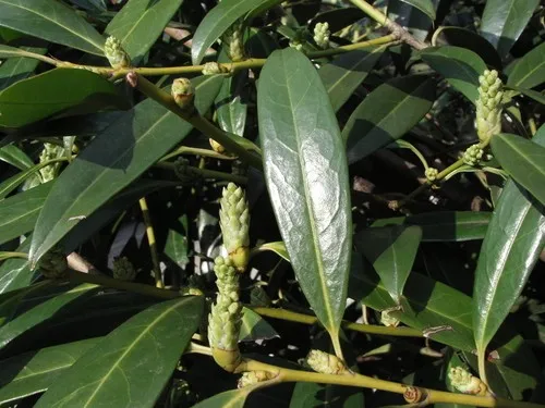 liguster kaufen baumschule Wintergrüner Liguster 'Atrovirens'