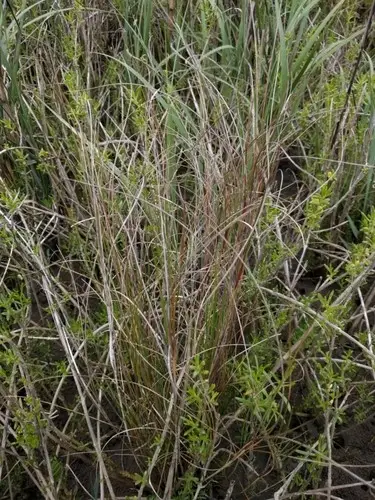 Saltmeadow cordgrass