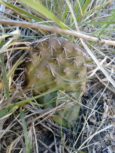 Opuntia macrorhiza - PictureThis