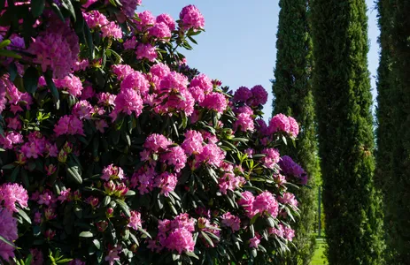 How to Grow and Care for Catawba rosebay 'Roseum Elegans'