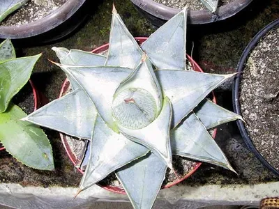 アガベ プミラ (Agave pumila) - PictureThis