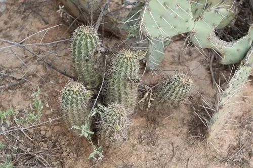 Pinkflower hedgehog cactus