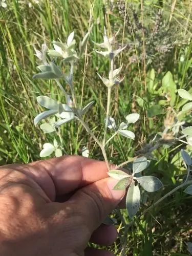 Psoralea argophylla