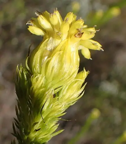 Pteronia camphorata